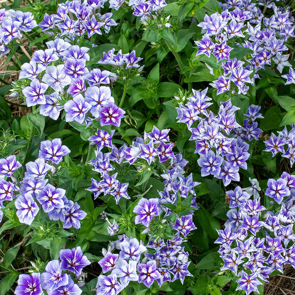 
    



Phlox 'Sugar Stars'
