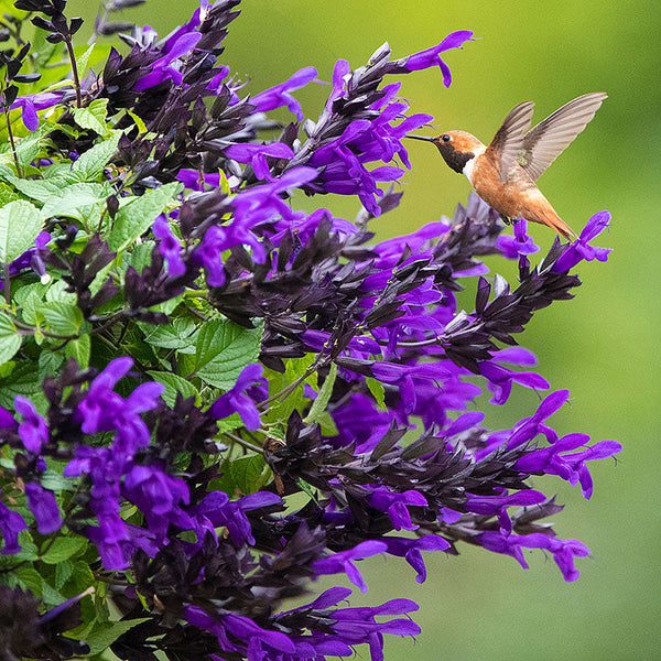 
    



Salvia BODACIOUS® Hummingbird Falls 

