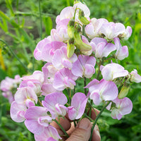 
    



Everlasting Pea 'Pink Pearl'
