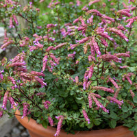 
    



Oregano 'Bristol Cross' 
