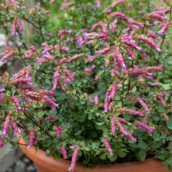 
    



Oregano 'Bristol Cross' 
