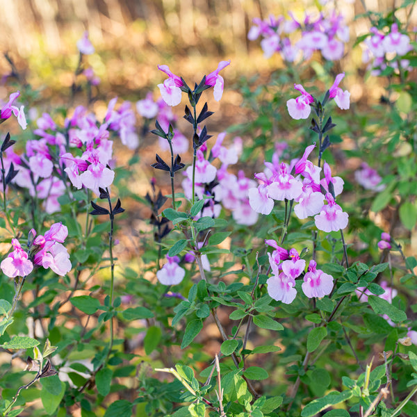 
    



Salvia 'Angel Wings' 
