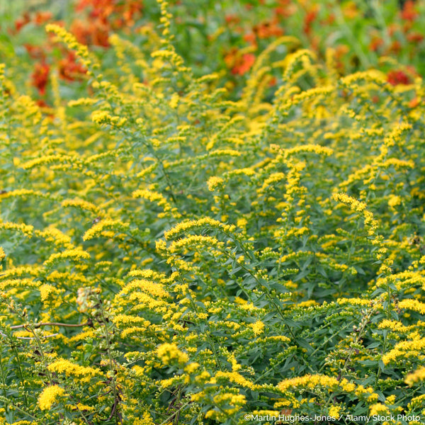 
    



Goldenrod 'Fireworks' 
