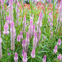 
    



Celosia 'Flamingo Feather'
