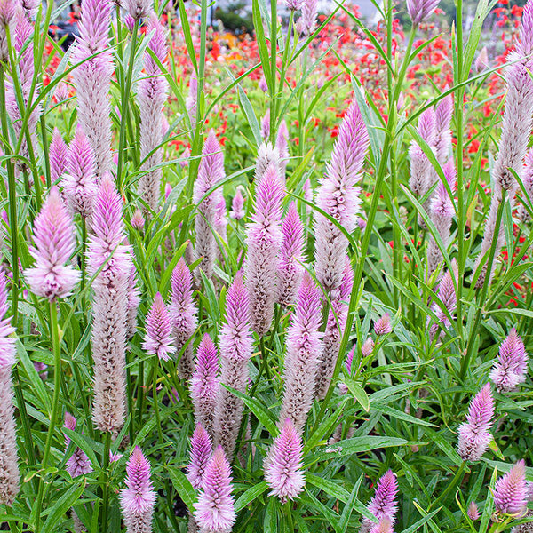 
    



Celosia 'Flamingo Feather'
