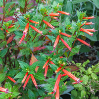 
    



Cuphea 'David Verity' 
