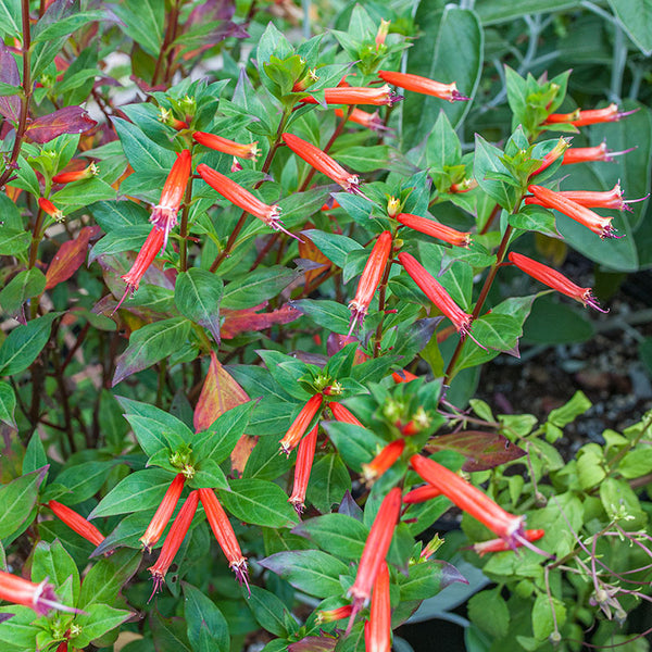 
    



Cuphea 'David Verity' 
