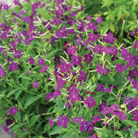 
    



Tobacco 'Perfume Deep Purple' F1

