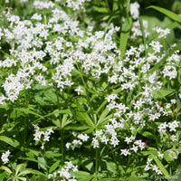
    



Sweet Woodruff 
