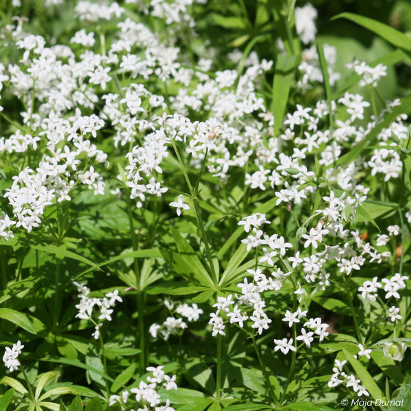 
    



Sweet Woodruff 
