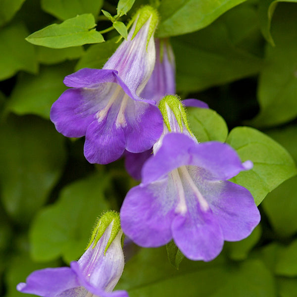 
    



Asarina 'Sky Blue'
