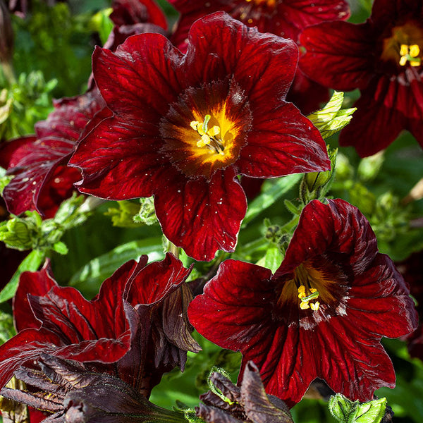 
    



Painted Tongue 'Black Trumpets'
