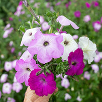 
    



Petunia 'Old Fashioned Climbing' 
