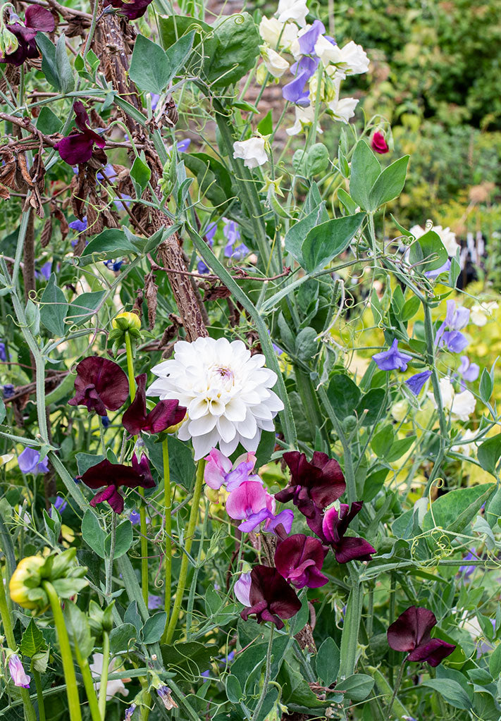 English Cottage Garden Inspiration