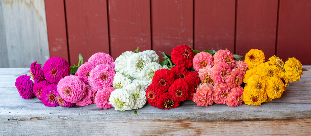 Easy [content00inject]5[content00inject]168[content00inject] [content00inject]5[content00inject] [content00inject] to Grow Zinnias