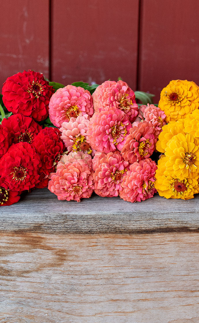 Easy [content00inject]5[content00inject]168[content00inject] [content00inject]5[content00inject] [content00inject] to Grow Zinnias