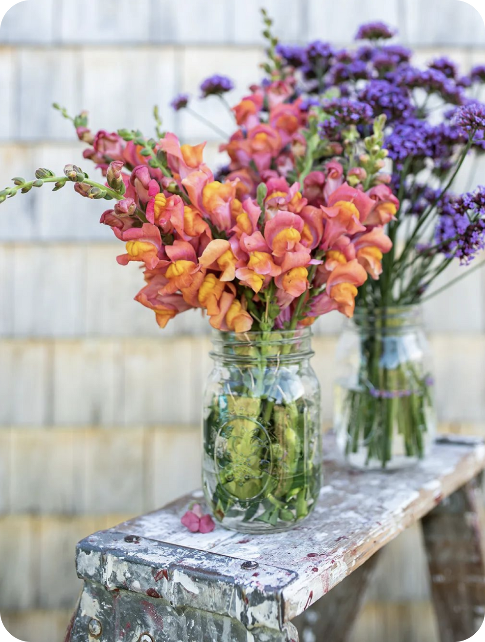 Cut Flowers